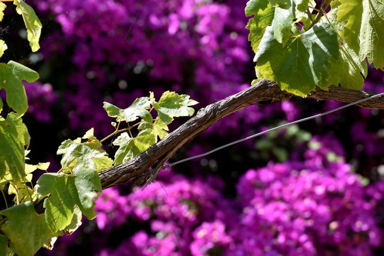 Villa Asia Holiday Home SantʼAgata sui Due Golfi Buitenkant foto